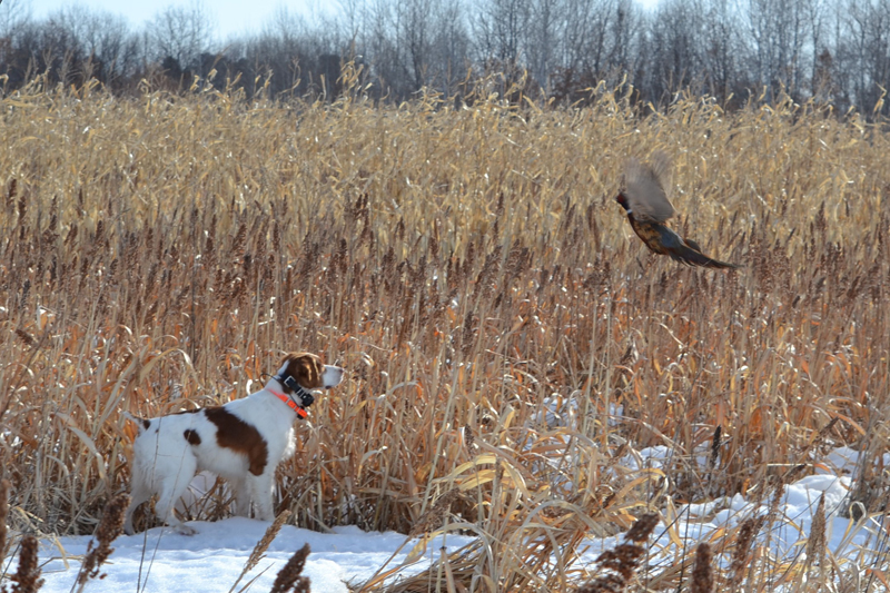 On Point with Pheasant.